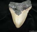 Inch Megalodon Tooth #1174-1